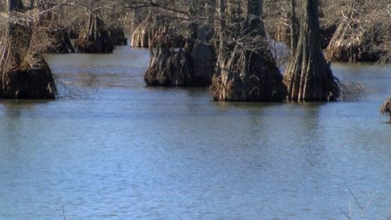 Caddo Lake (Source: KSLA)