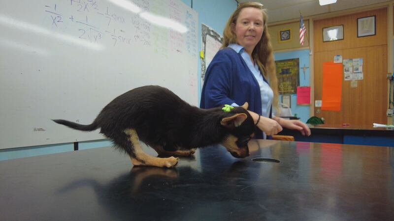 Holy Savior Menard Central High School is helping out a three-month-old puppy by giving her...