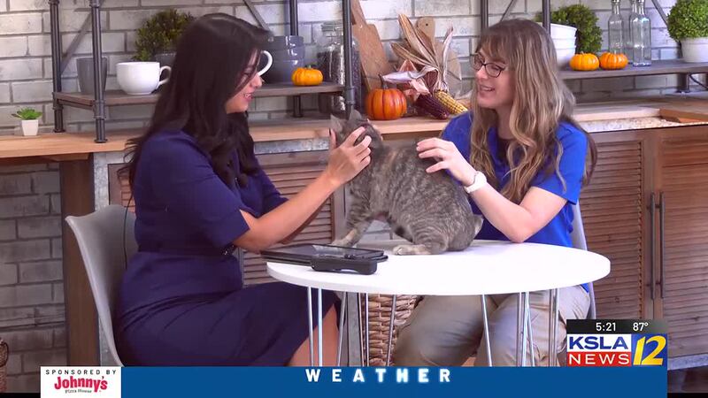 Furever Friends: Caddo Parish Animal Shelter
