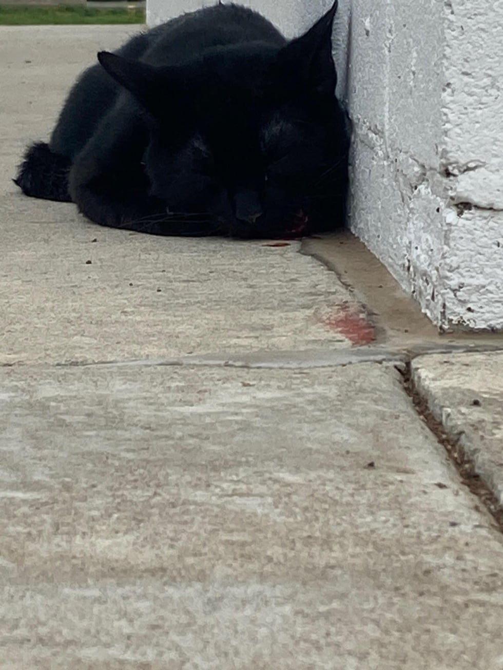 Port City Cat Rescue is looking for information on who beat the cat pictured above with a...