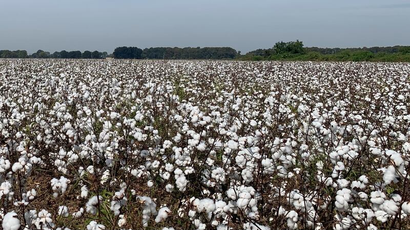 Cotton field