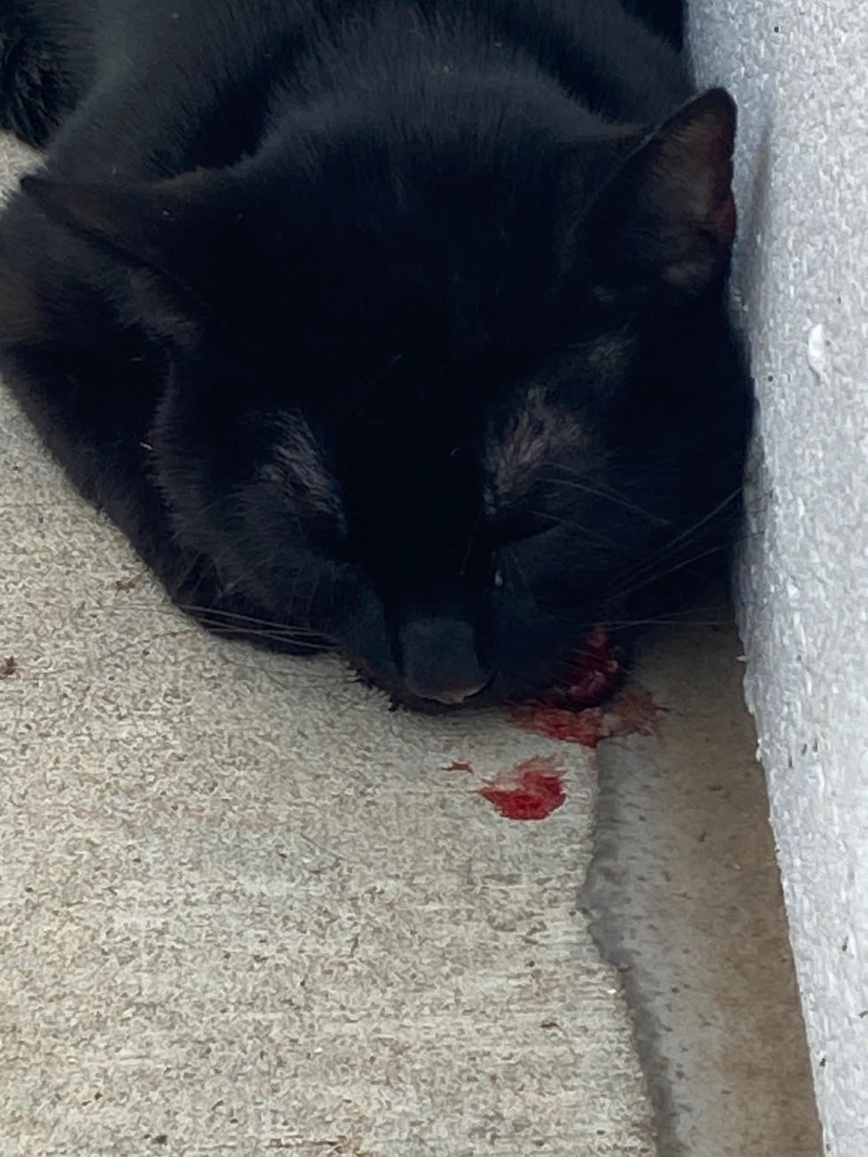 Port City Cat Rescue is looking for information on who beat the cat pictured above with a...