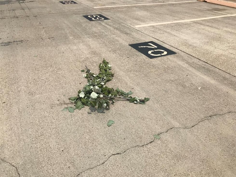 Branches left behind after a mystery person trimmed trees downtown. (Source: Eric Pointer/...