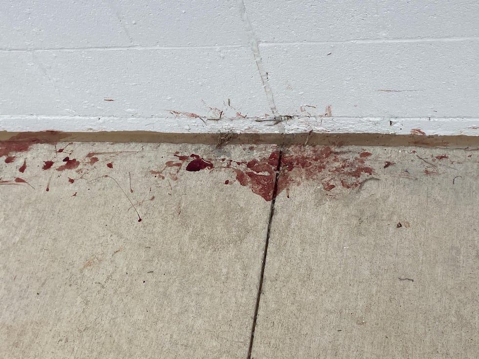 Port City Cat Rescue is looking for information on who beat the cat with a baseball bat.