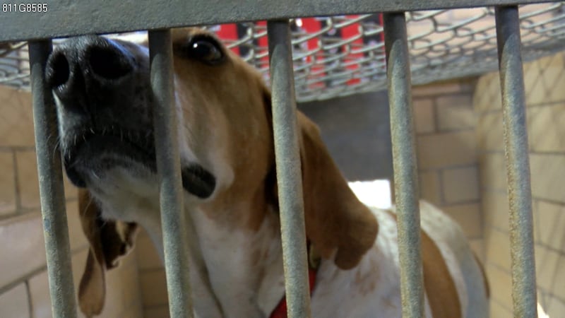 Humane Society of Northwest Louisiana discusses adoptions