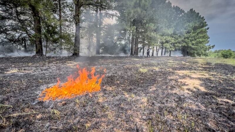 A wildfire Aug. 6, 2023, charred about an acre along Williams Road in the Keithville area of...