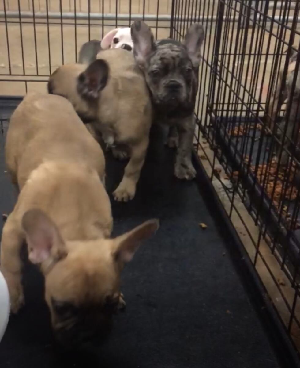 28 puppies found in the cargo area of a moving truck. (Source: KSLA News 12)