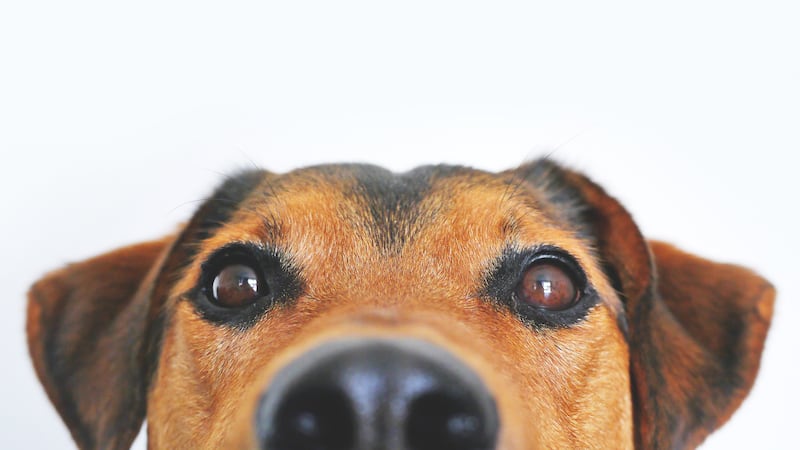 Cute dog generic (source: Pexels)